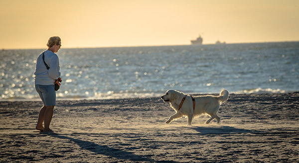 Wandelen met hond op strand-600