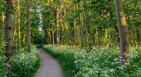 omgeving-natuurgebied